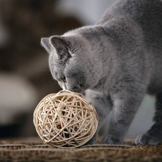 Katzenball Fang die Maus