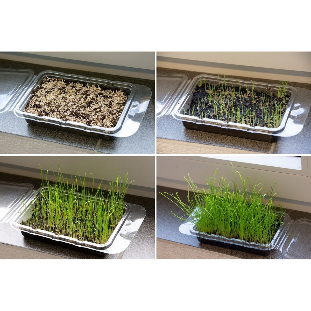 Katzengras Vital Bio – Anbauset