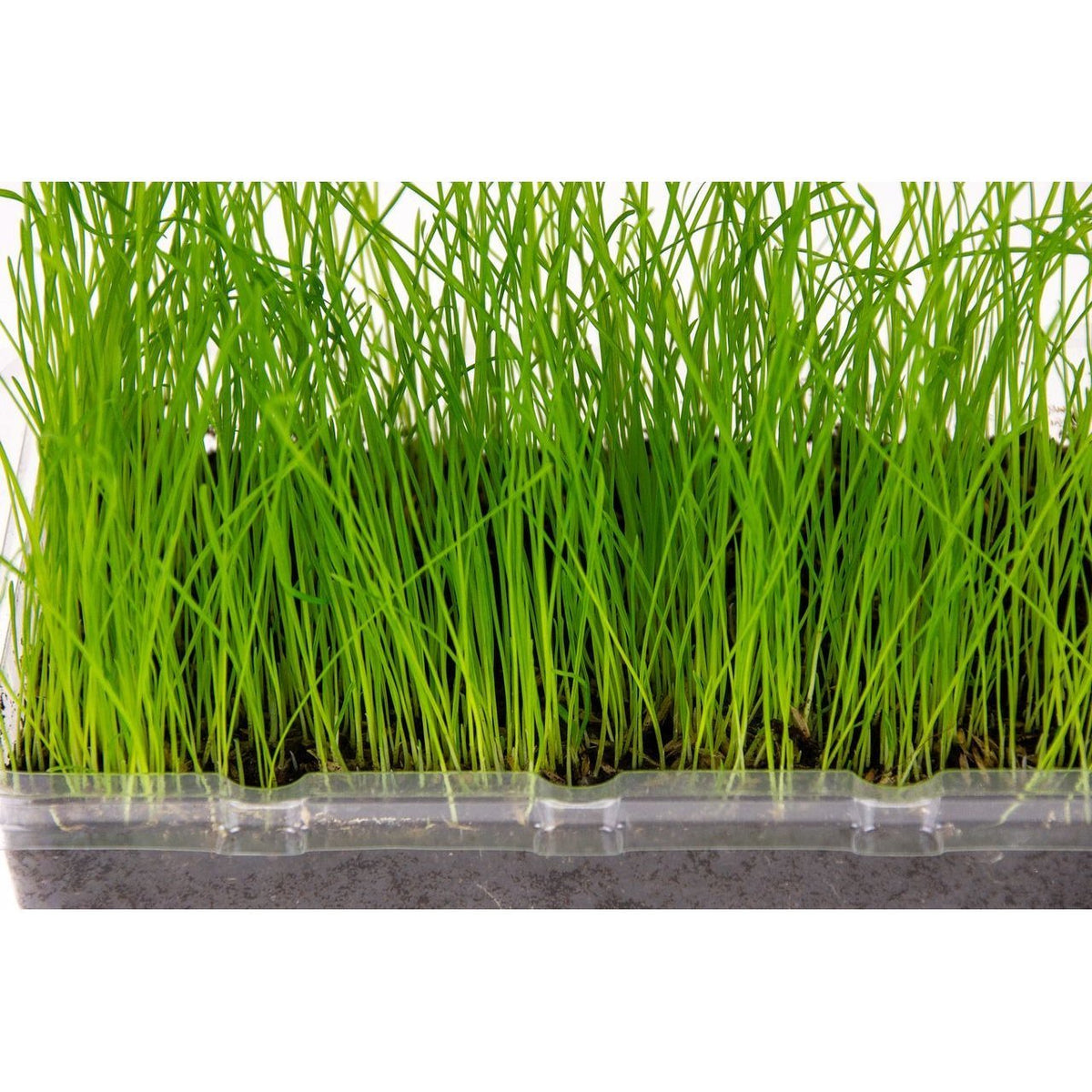 Katzengras Vital Bio – Anbauset