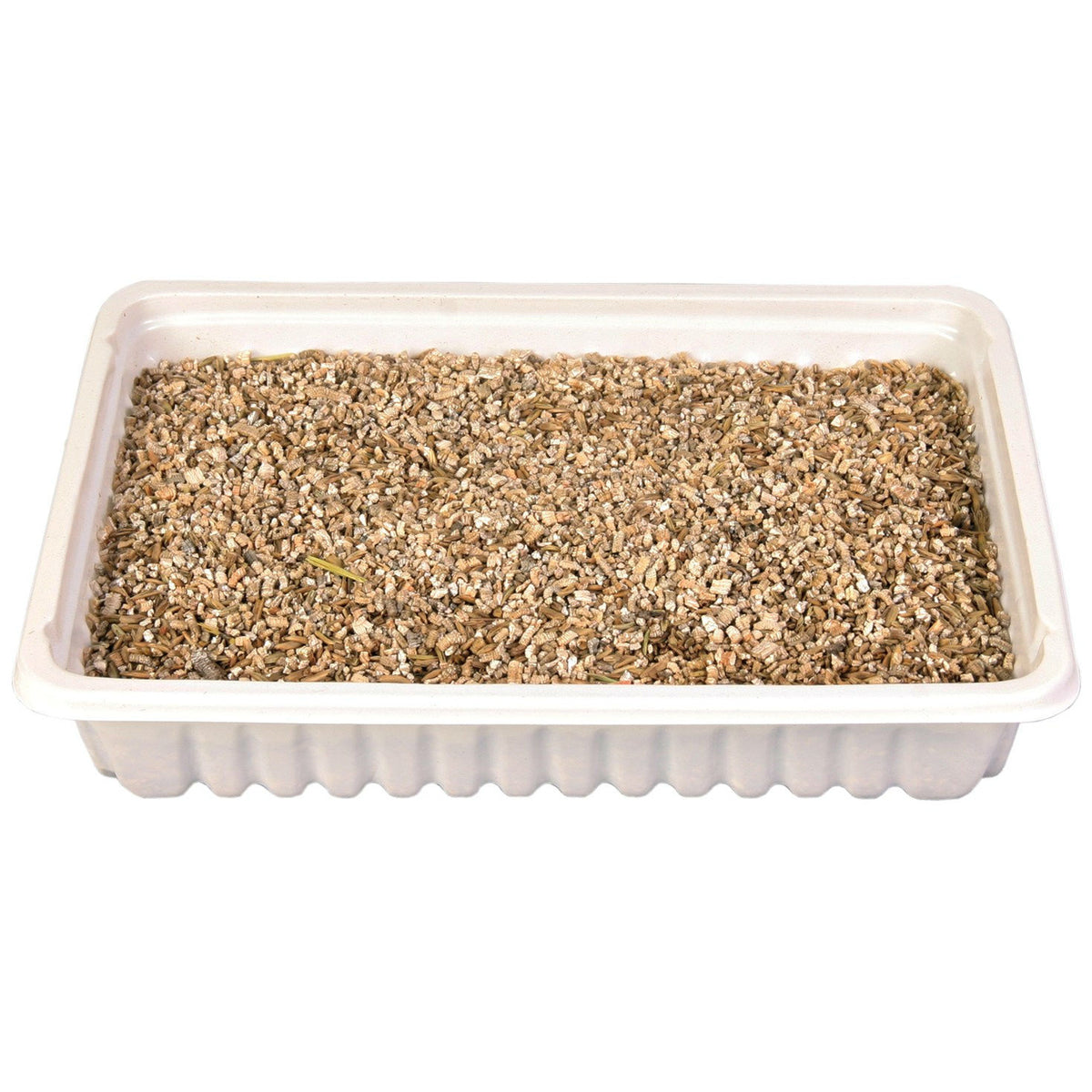 Katzengras