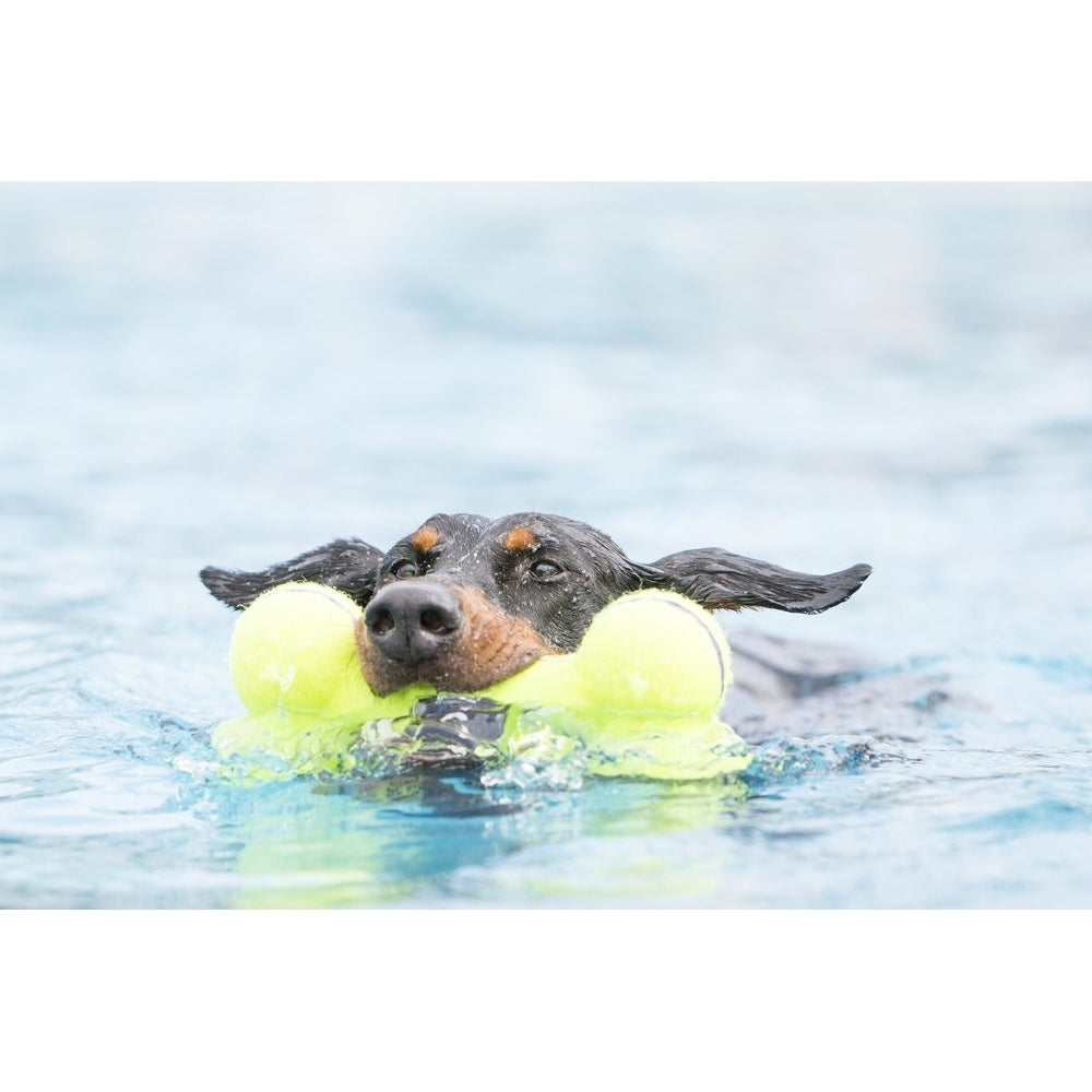KONG AirDog Knochen