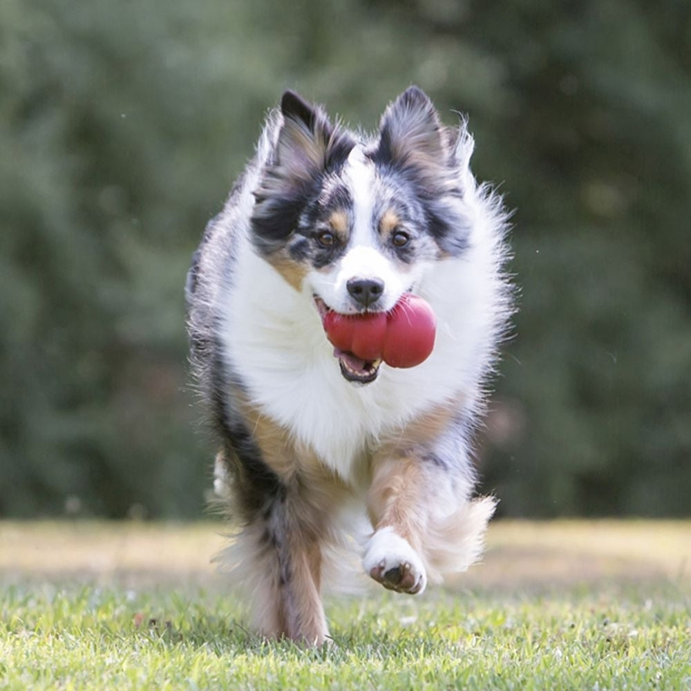 Classic rot Hundespielzeug