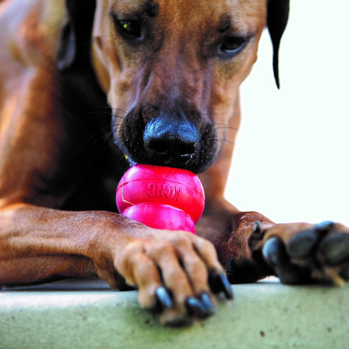 Classic rot Hundespielzeug