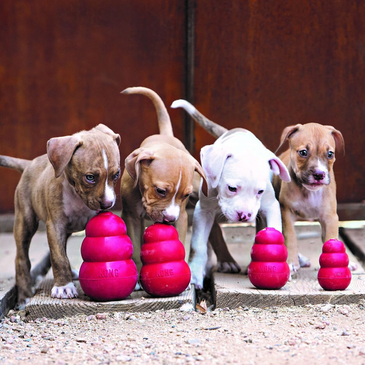 Classic rot Hundespielzeug