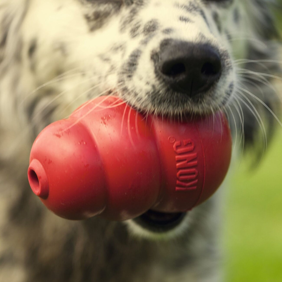 Classic rot Hundespielzeug