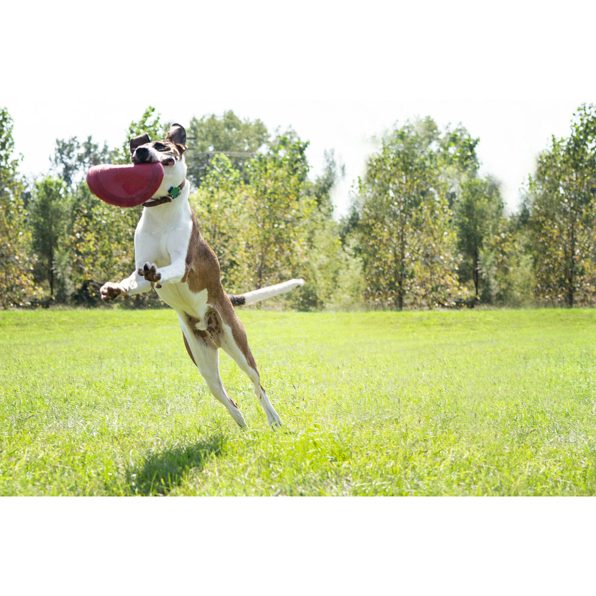 Flyer Hunde Frisbee