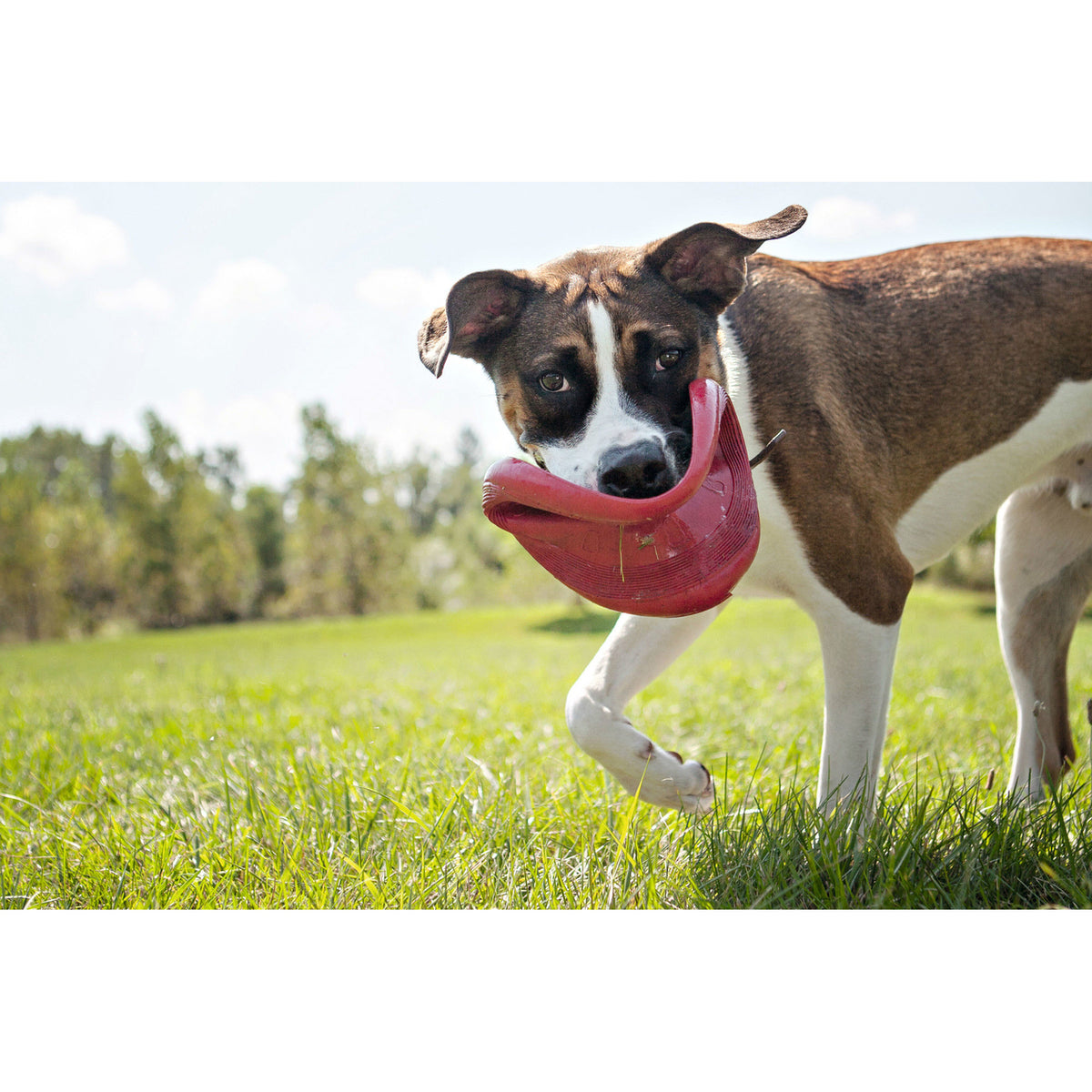 Flyer Hunde Frisbee