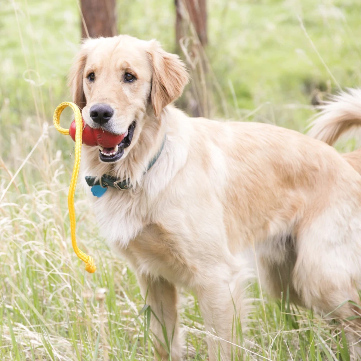 Hundespielzeug KONG Classic mit Seil