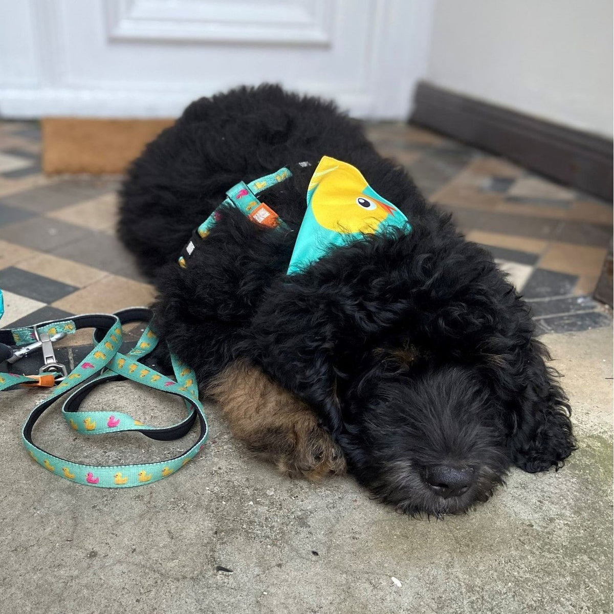 Bandana Ducklings