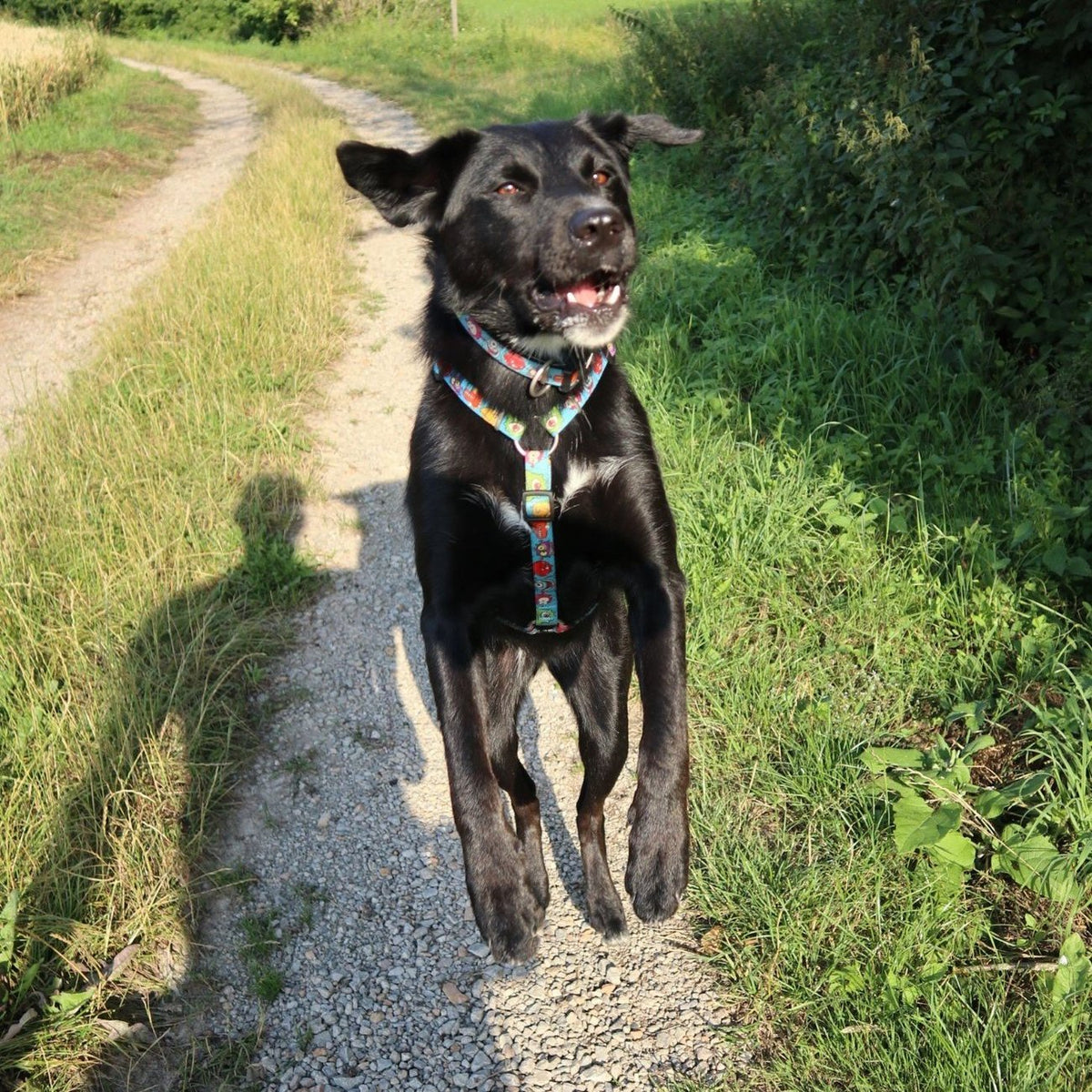 Max & Molly Hunde H-Geschirr Little Monsters