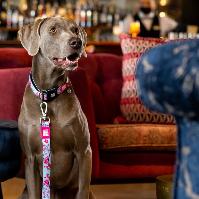 Smart ID Hundehalsband Cherry Bloom