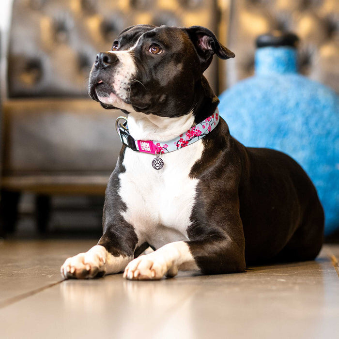 Smart ID Hundehalsband Cherry Bloom