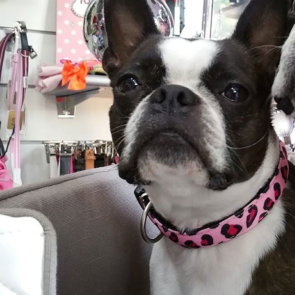 Max & Molly Smart ID Hundehalsband Leopard Pink