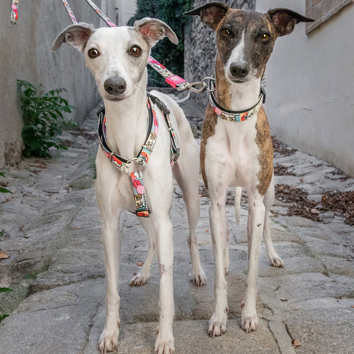 Max & Molly Smart ID Hundehalsband Missy Pop