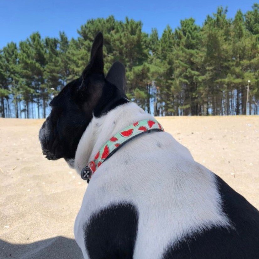 Max & Molly Smart ID Hundehalsband Watermelon