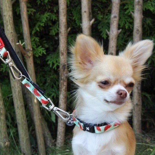 Max & Molly Smart ID Hundehalsband Watermelon