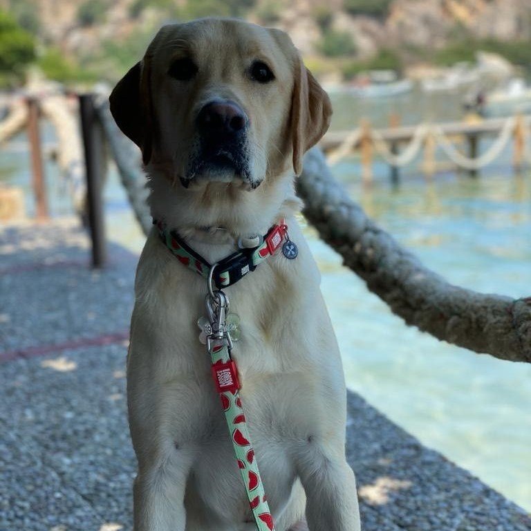 Max & Molly Smart ID Hundehalsband Watermelon
