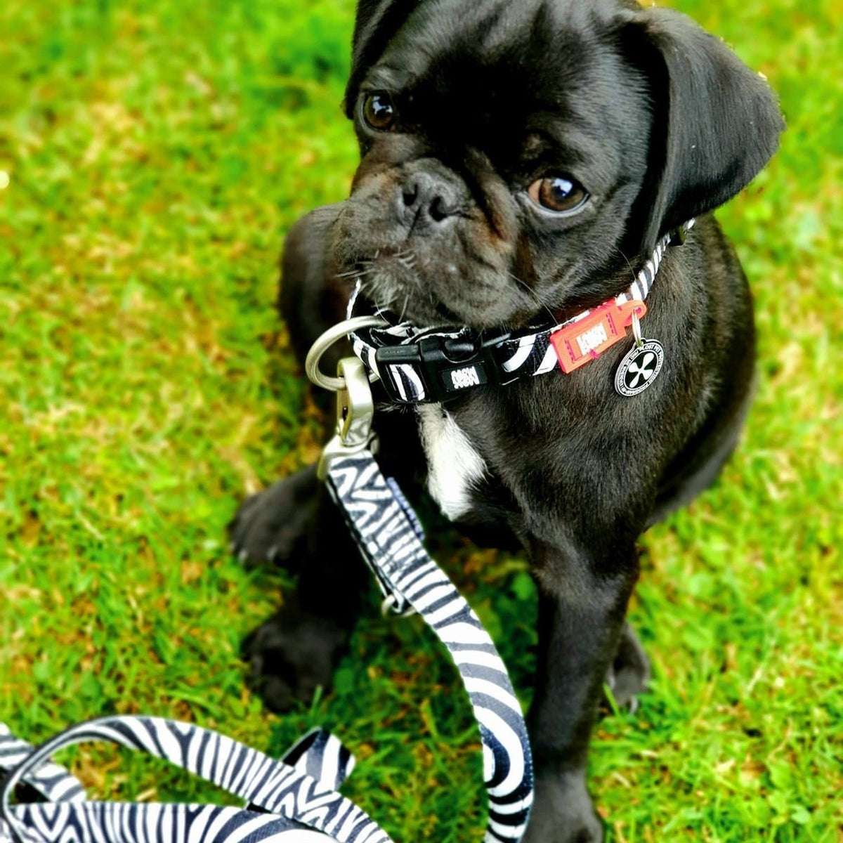 Max & Molly Smart ID Hundehalsband Zebra Classic