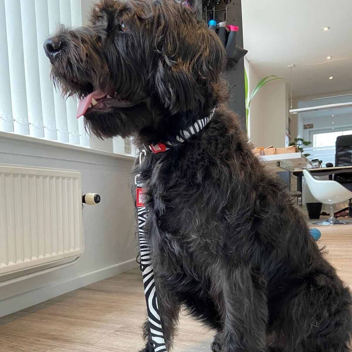 Max & Molly Smart ID Hundehalsband Zebra Classic