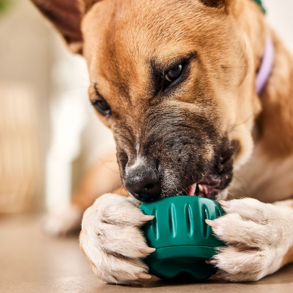 Pupsicle Grün – Kühlender Schleckspaß für deinen Hund 🐶