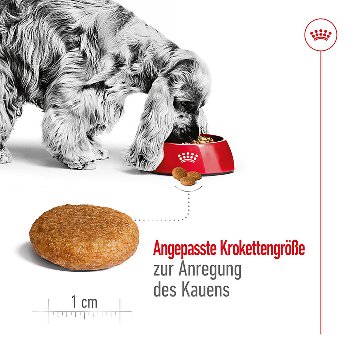 Royal Canin Medium Adult Trockenfutter für mittelgroße Hunde