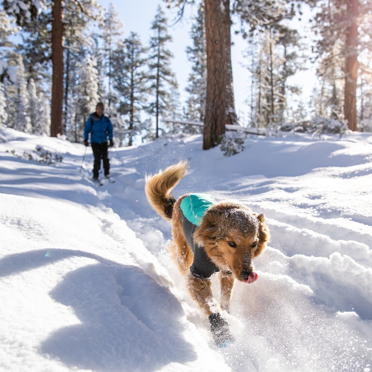 Ruffwear Cloud Chase Soft Shell Jacke für Hunde