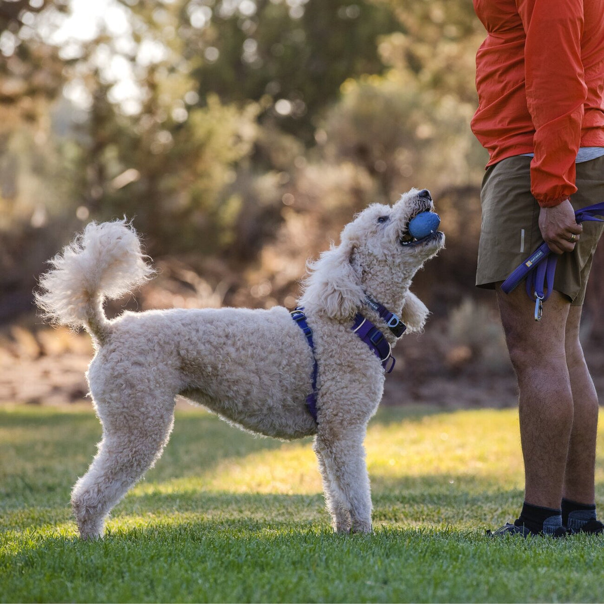 Front Range Harness Hundegeschirr 2.0
