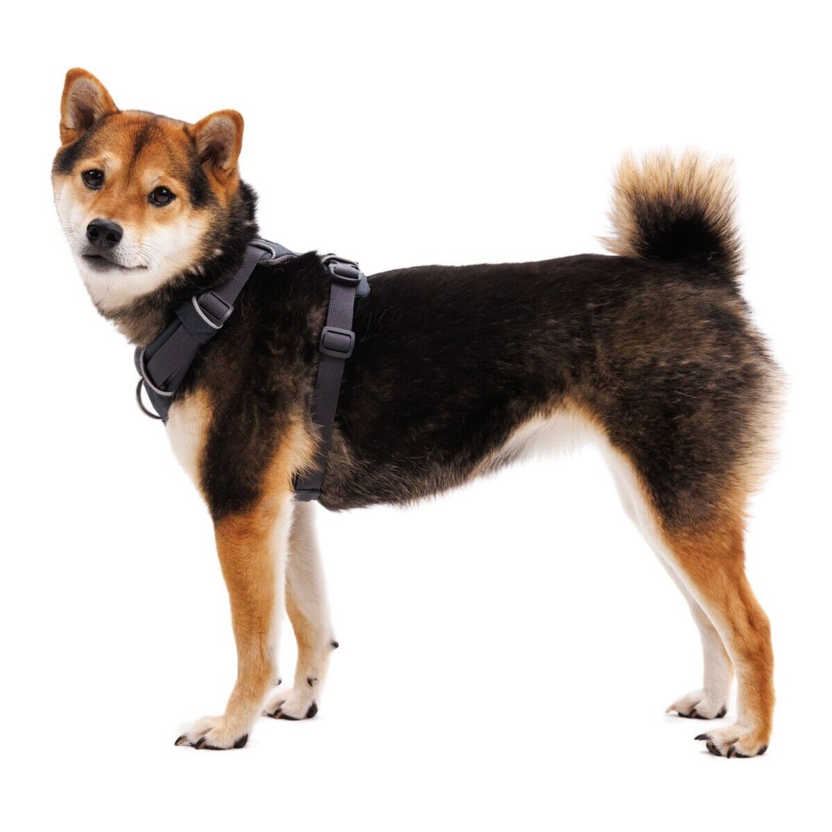 Front Range Harness Hundegeschirr 2.0