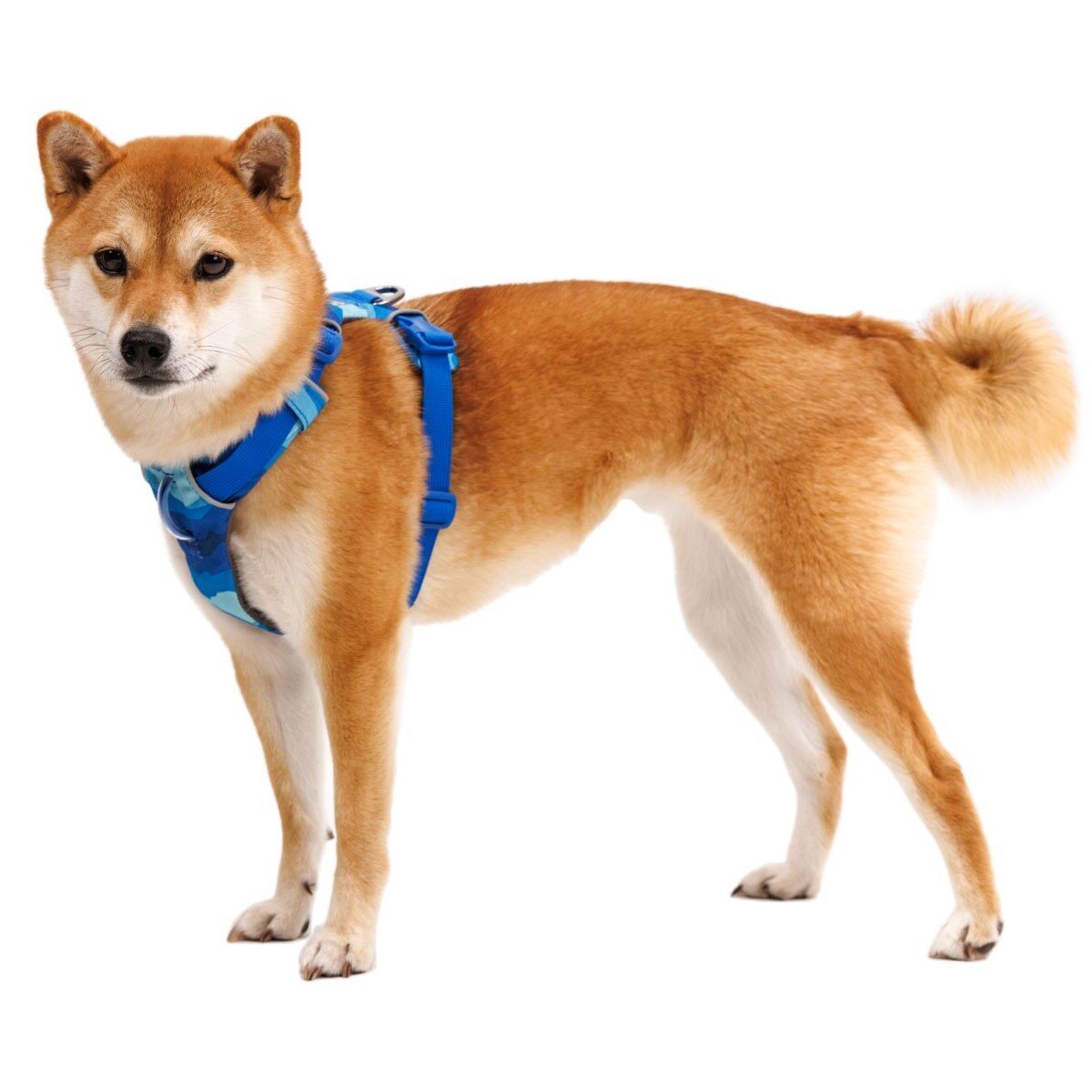 Front Range Harness Hundegeschirr 2.0