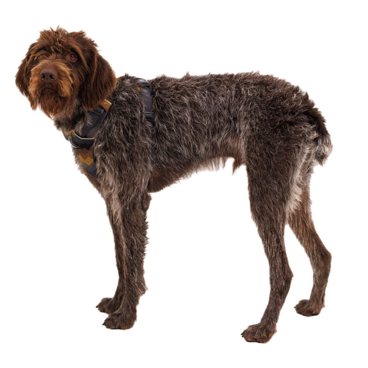 Front Range Harness Hundegeschirr 2.0