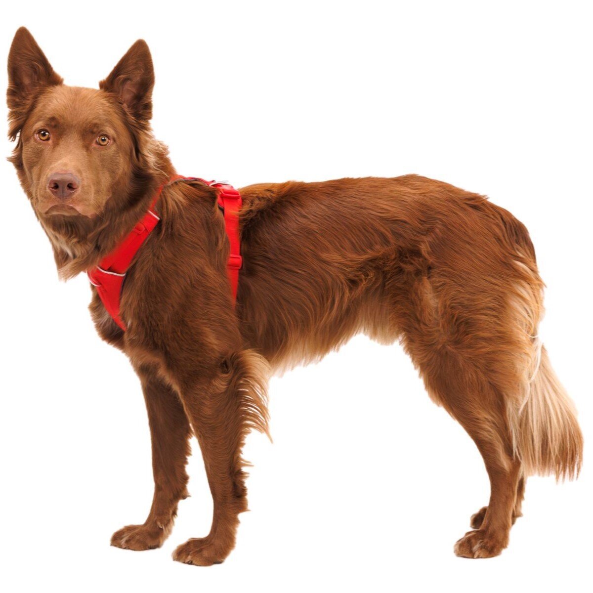 Front Range Harness Hundegeschirr 2.0