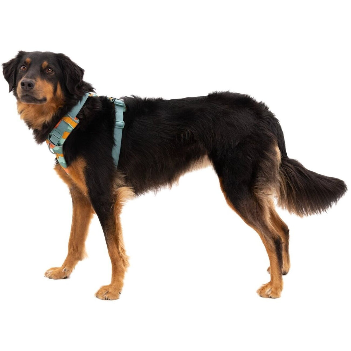 Front Range Harness Hundegeschirr 2.0