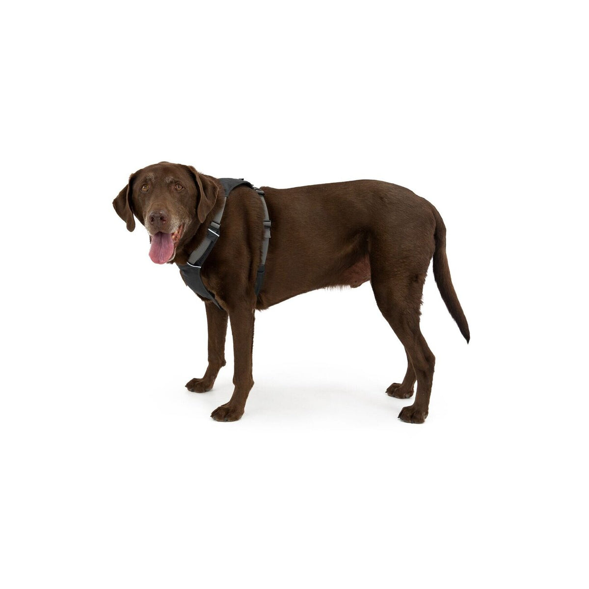 Ruffwear Hi Light Harness Hundegeschirr