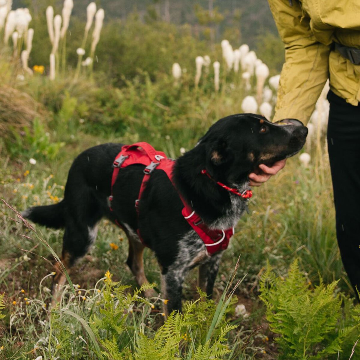 Ruffwear Hundegeschirr Flagline