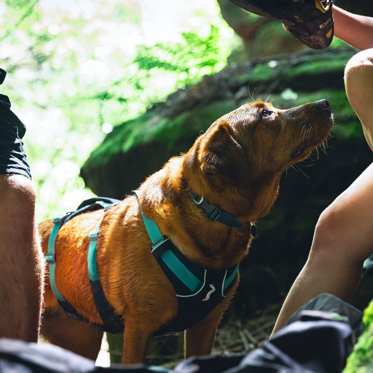 Ruffwear Hundegeschirr Flagline