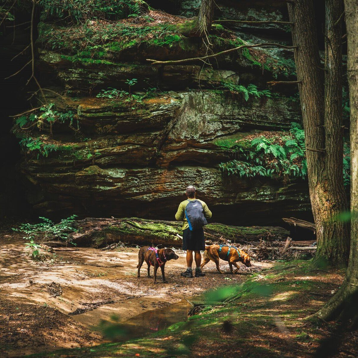 Ruffwear Hundegeschirr Flagline