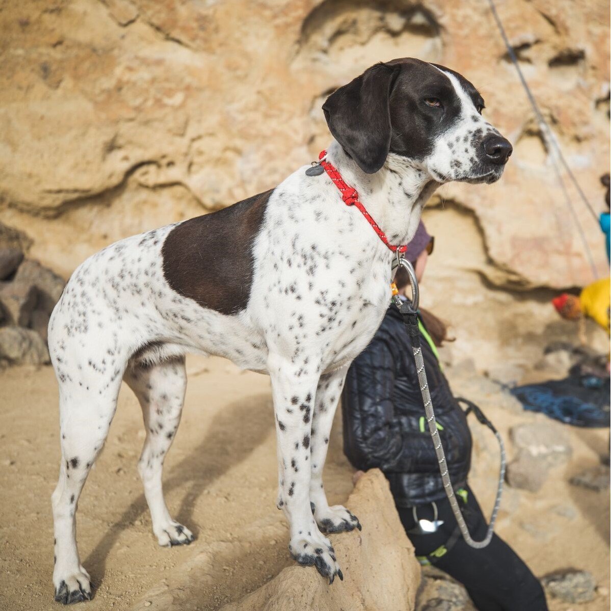 Ruffwear Knot-a-Collar Hundehalsband