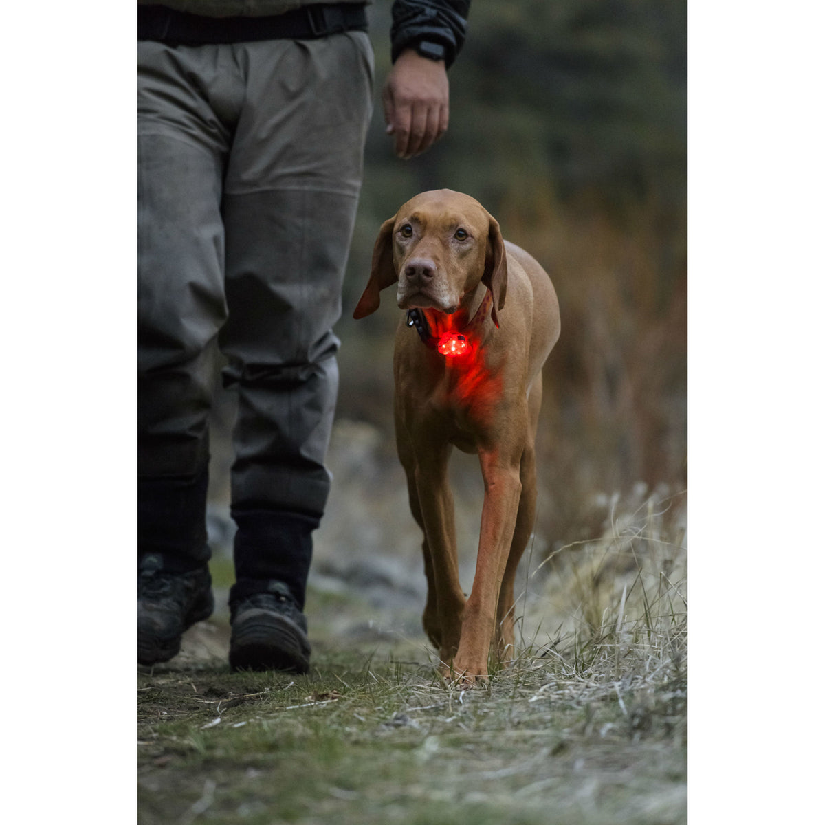 Ruffwear Sicherheitsleuchte The Beacon