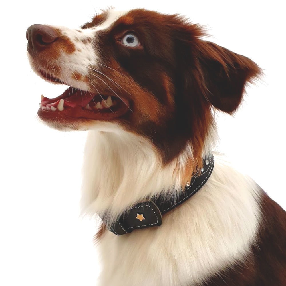 Sternfalbe Lederhalsband für Hunde