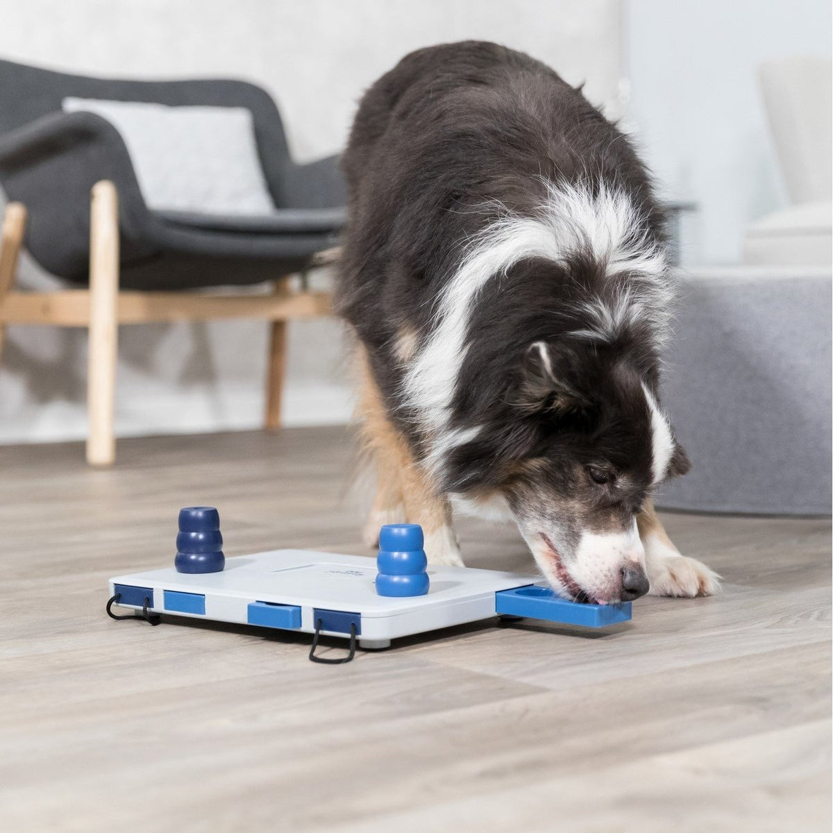 Dog Activity Strategiespiel Move2Win für Hunde