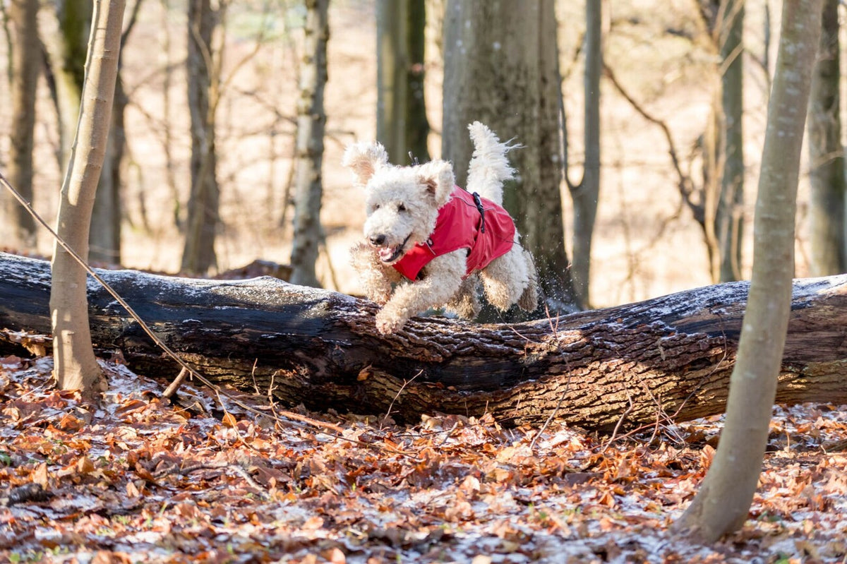 Hunde Regenmantel Vimy mit Bauchschutz