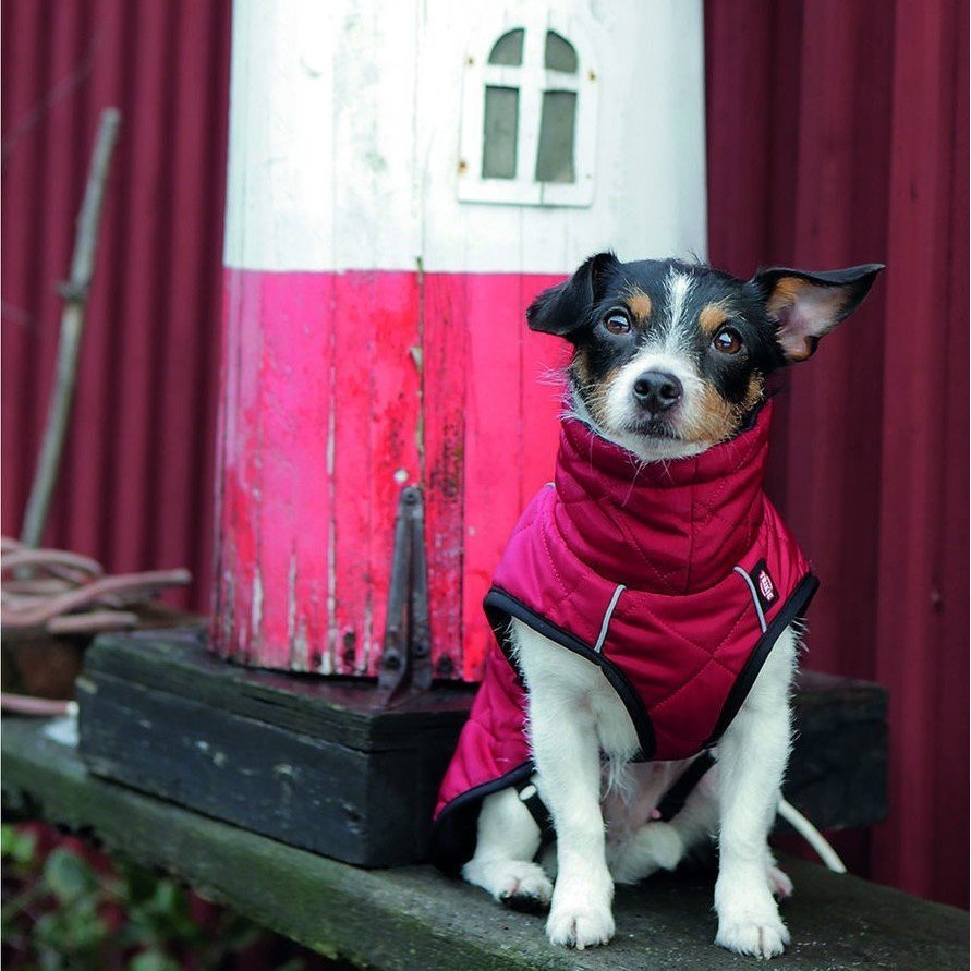 Hundewintermantel Minot