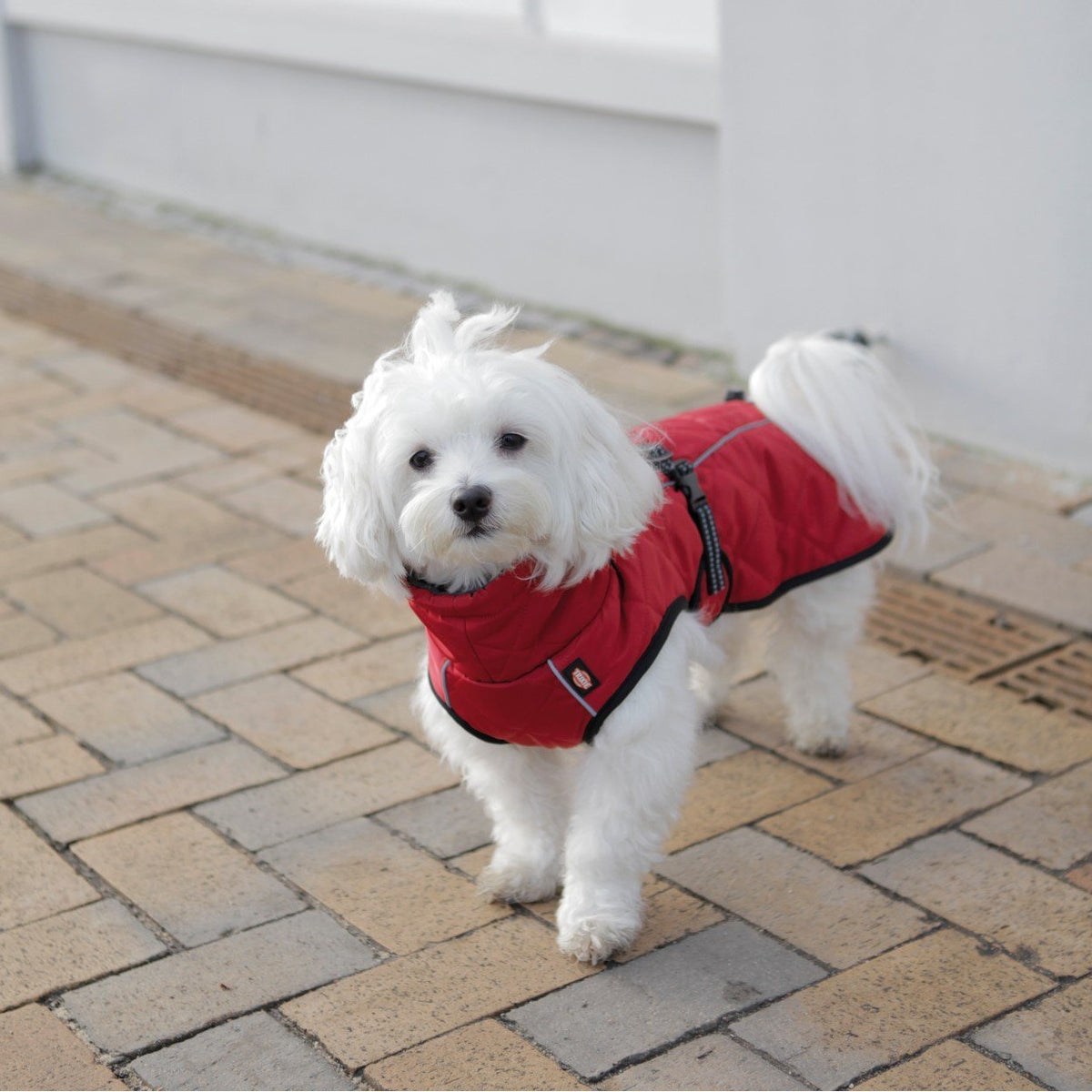 Hundewintermantel Minot