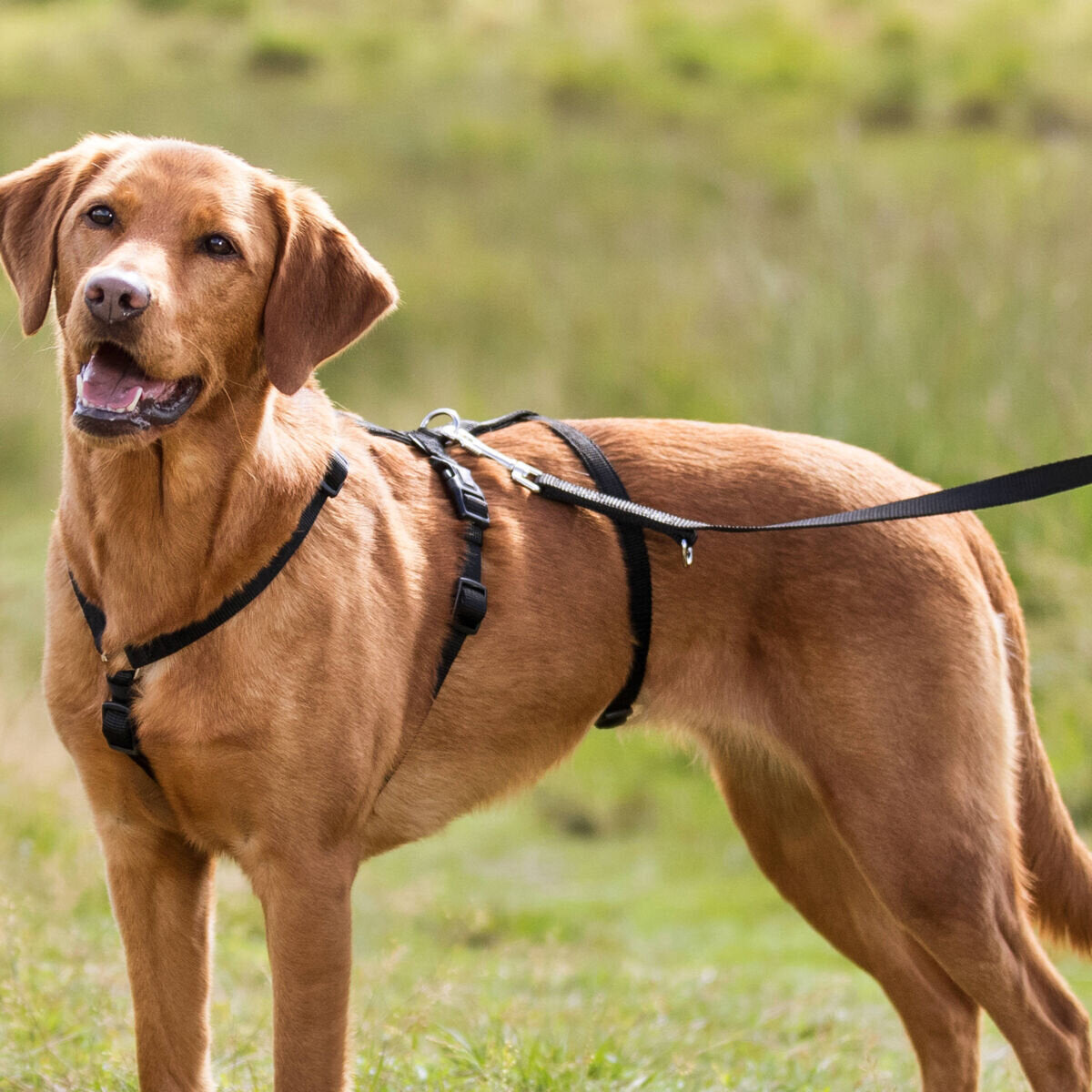 Panikgeschirr Stay für Hunde