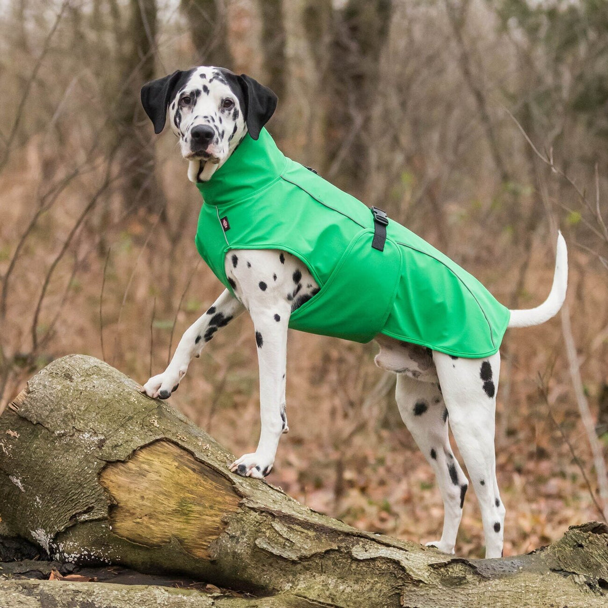 Hunde Regenmantel Vimy mit Bauchschutz