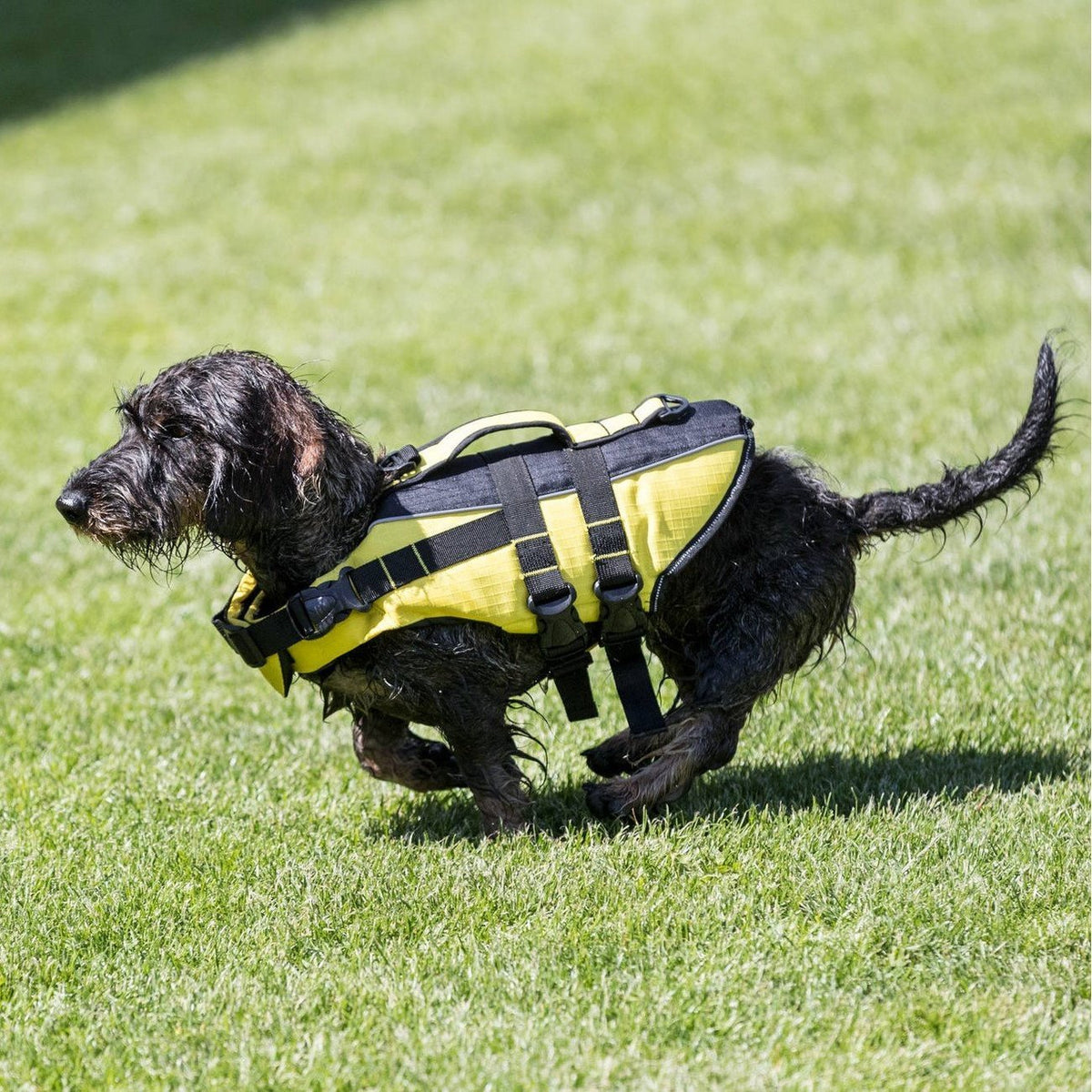 Schwimmweste für Hunde
