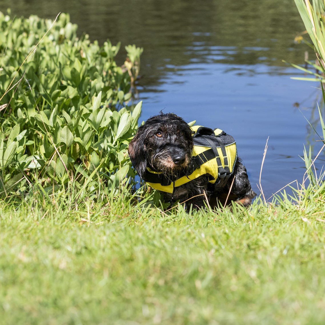 Schwimmweste für Hunde