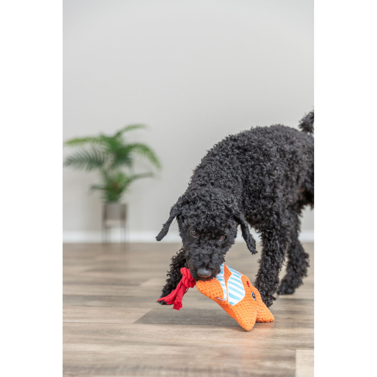 TRIXIE Seestern mit Seil Zerrspielzeug für Hunde & Katzen | tiierisch.de – 22 cm