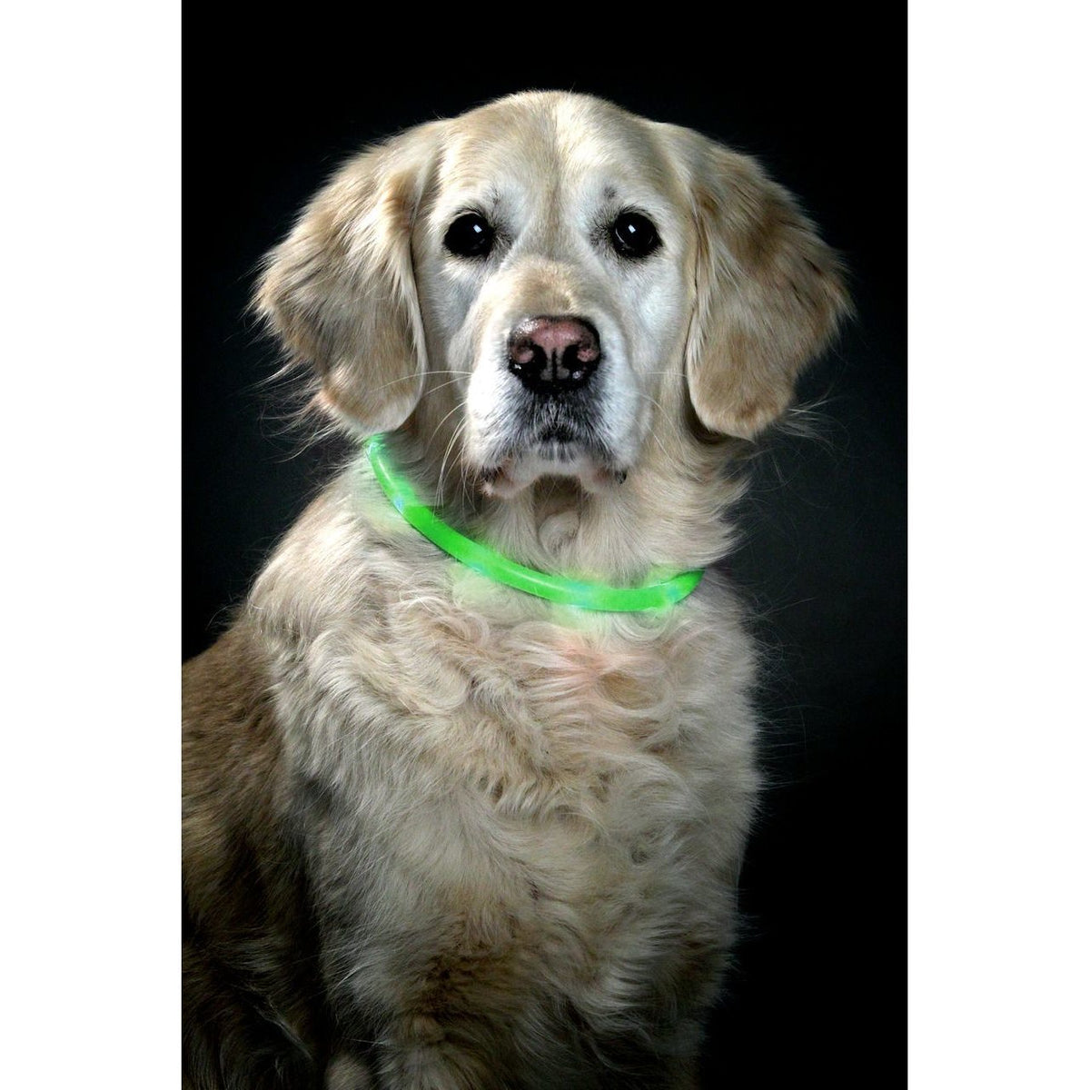Visio Light Leuchthalsband für Hunde