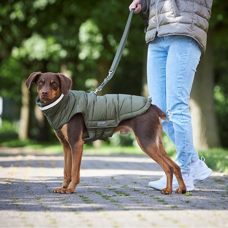 Steppjacke Hund Cosy